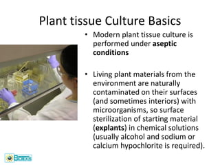 PLANT-TISSUE-CULTURE and its process how to do plant tissue culture | PDF