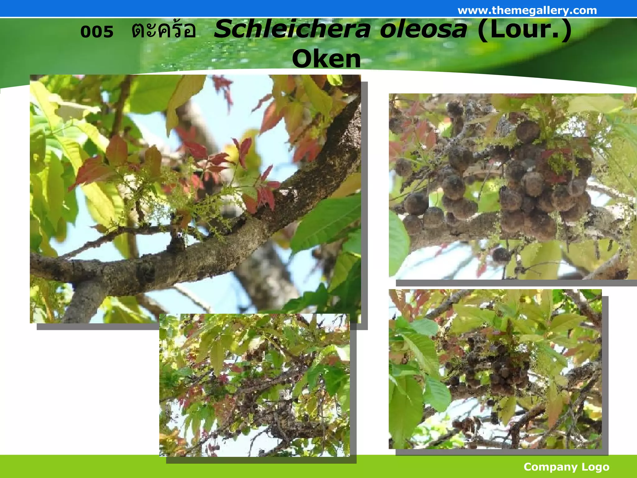 005   ตะคร้อ   Schleichera oleosa  (Lour.) Oken Company Logo www.themegallery.com 