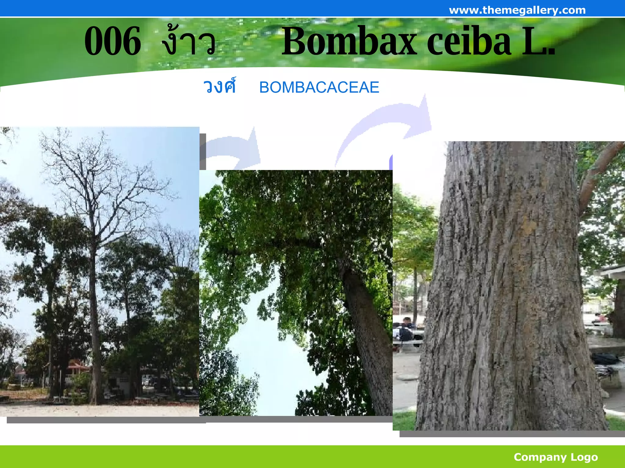 006  ง้าว   Bombax ceiba L. Company Logo www.themegallery.com วงศ์   BOMBACACEAE  Add Your Title Add Your Title Add Your Title 