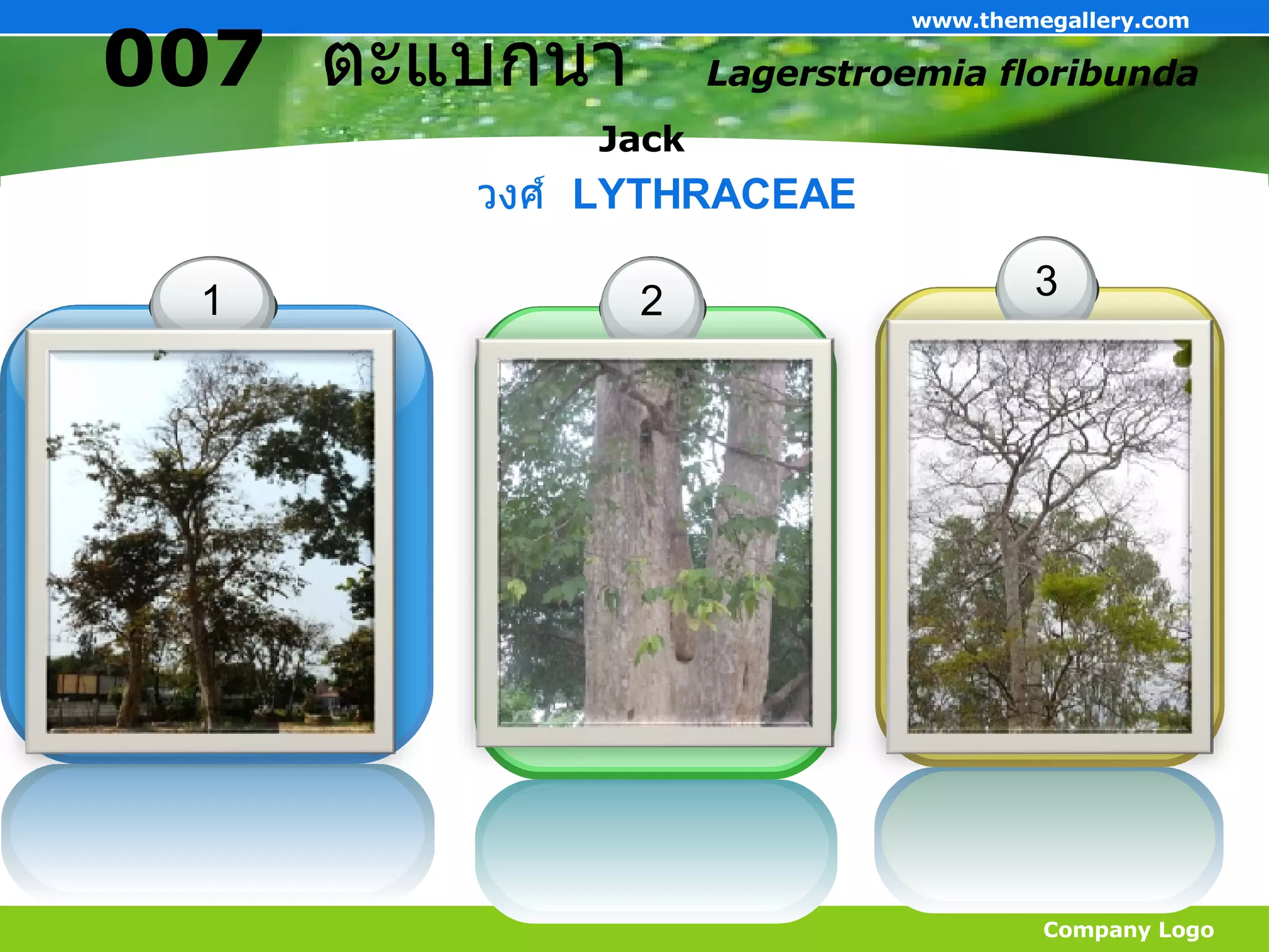 007   ตะแบกนา   Lagerstroemia floribunda  Jack   Company Logo www.themegallery.com วงศ์  LYTHRACEAE 1 ThemeGallery is a Design Digital Content & Contents mall developed by Guild Design Inc. 2 ThemeGallery is a Design Digital Content & Contents mall developed by Guild Design Inc. 3 ThemeGallery is a Design Digital Content & Contents mall developed by Guild Design Inc. 