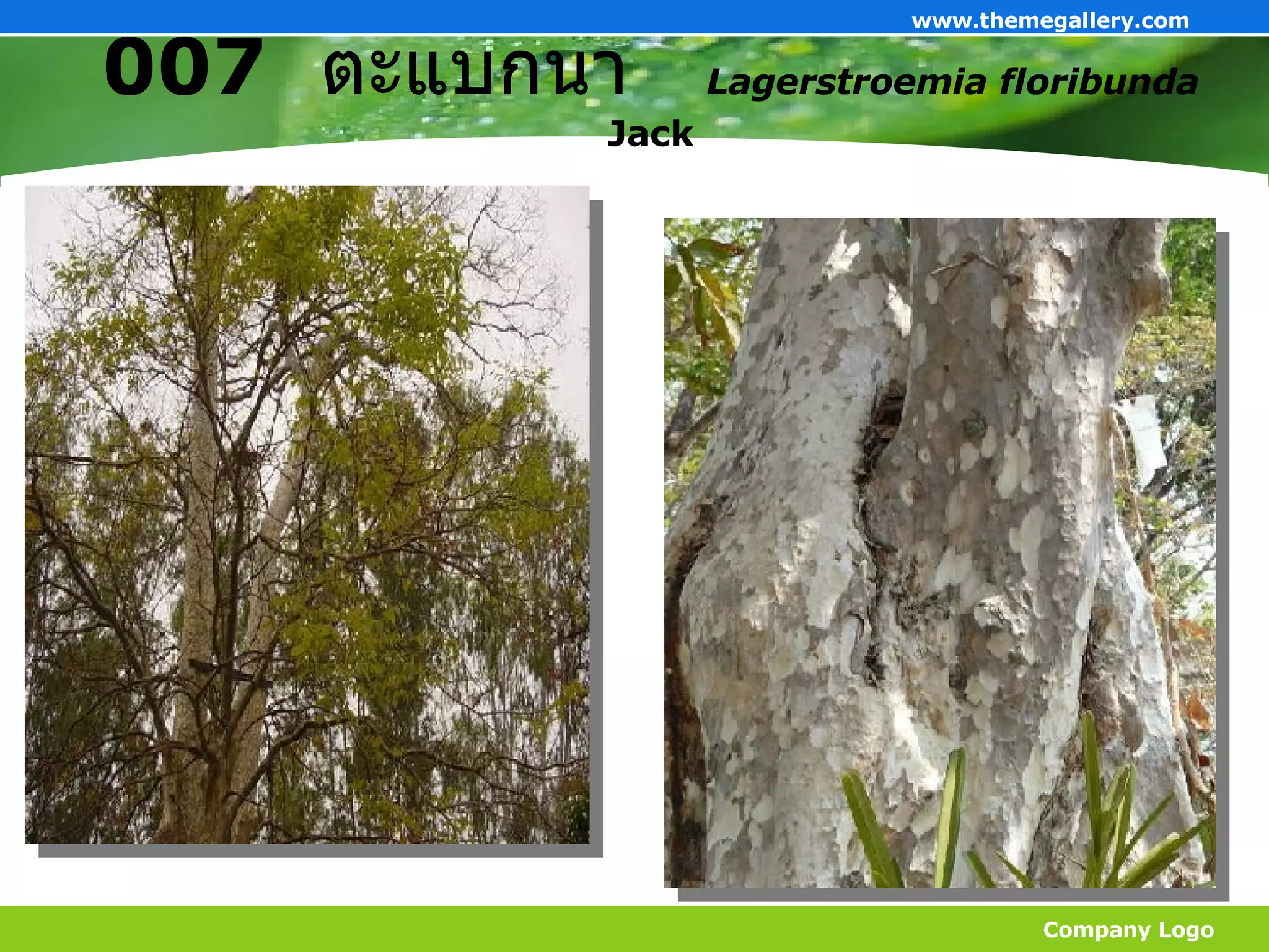 007   ตะแบกนา   Lagerstroemia floribunda  Jack Company Logo www.themegallery.com 