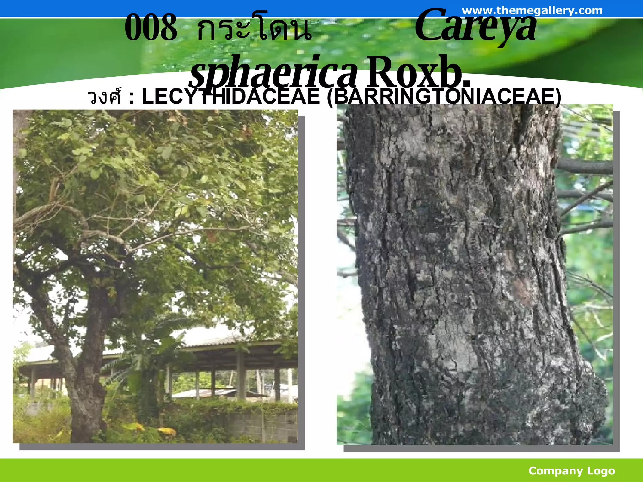 008  กระโดน   Careya sphaerica  Roxb. Company Logo www.themegallery.com วงศ์  :  LECYTHIDACEAE (BARRINGTONIACEAE) 