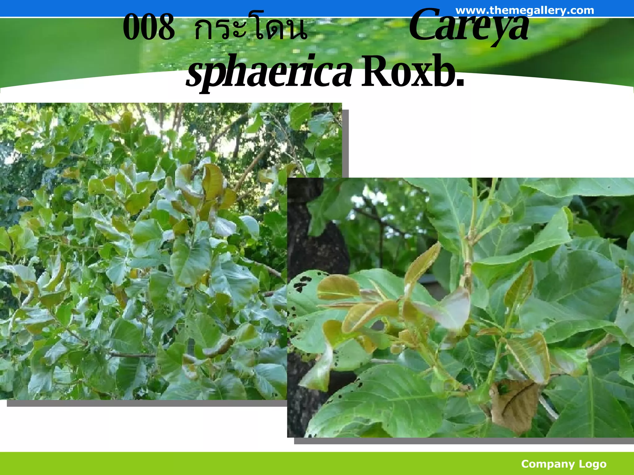 008  กระโดน   Careya sphaerica  Roxb. Company Logo www.themegallery.com 