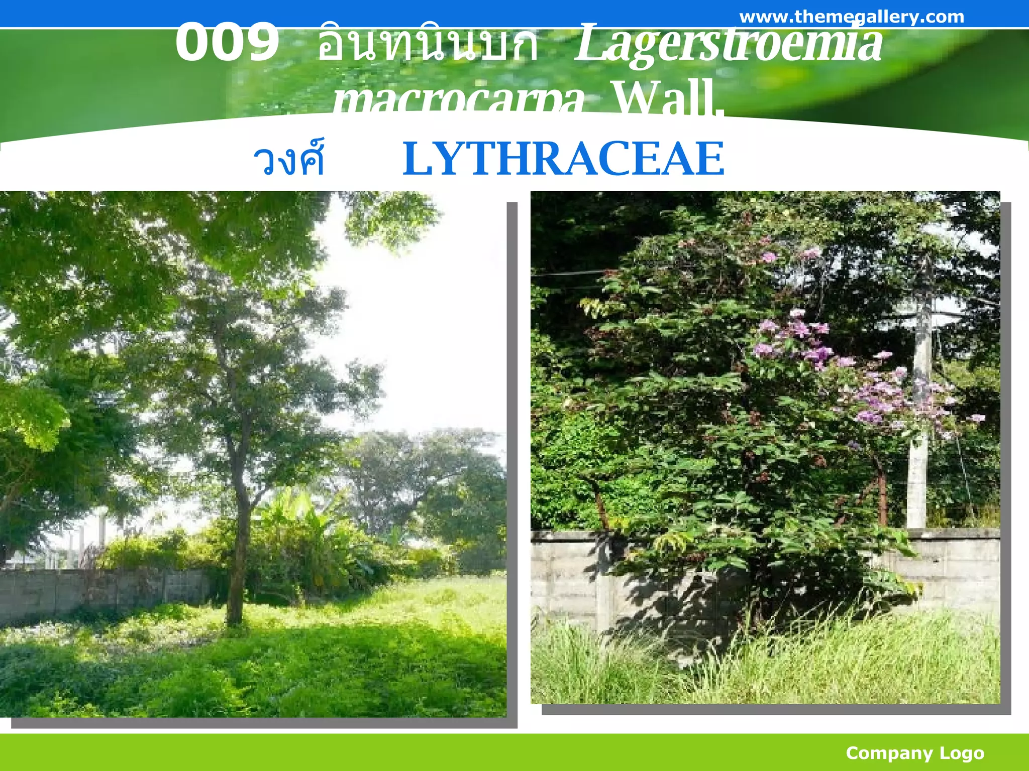 009  อินทนินบก  Lagerstroemia macrocarpa    Wall. Company Logo www.themegallery.com วงศ์   LYTHRACEAE 