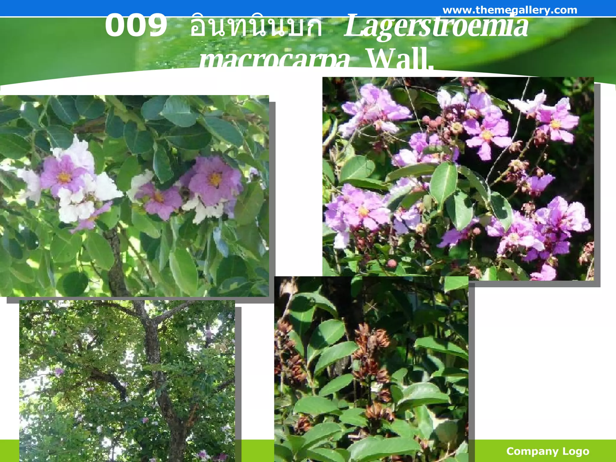 009  อินทนินบก  Lagerstroemia macrocarpa    Wall. Company Logo www.themegallery.com 
