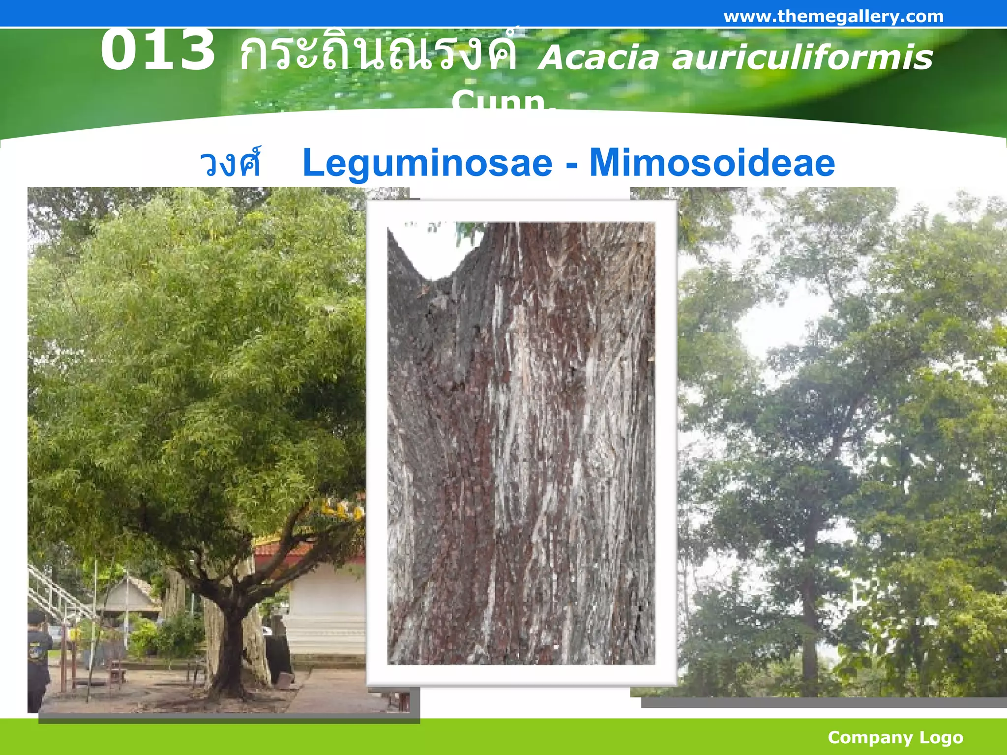 013  กระถินณรงค์   Acacia auriculiformis  Cunn.   Company Logo www.themegallery.com วงศ์   Leguminosae - Mimosoideae 