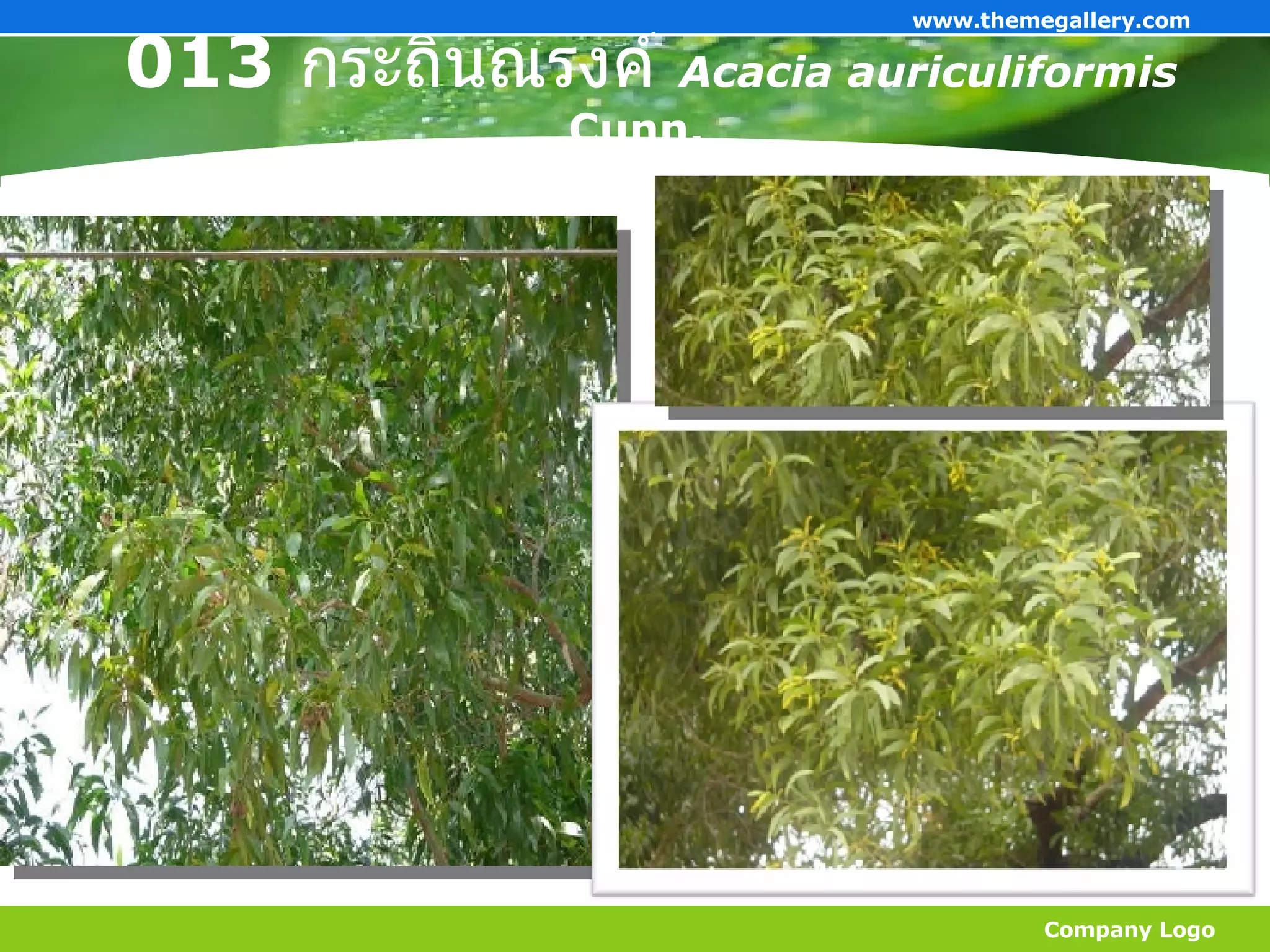 013  กระถินณรงค์   Acacia auriculiformis  Cunn.   Company Logo www.themegallery.com 