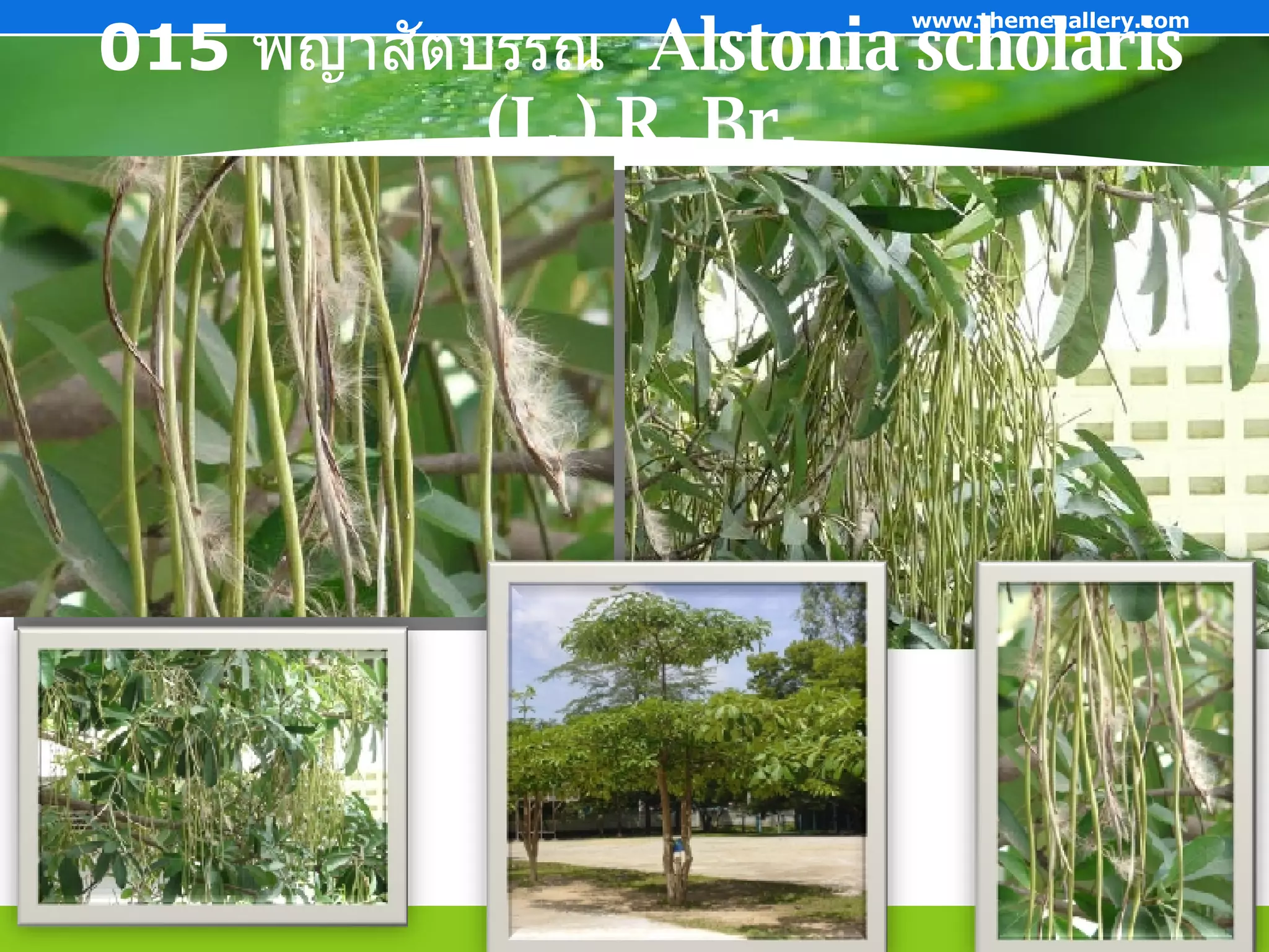 015  พญาสัตบรรณ   Alstonia scholaris    (L.) R. Br.   Company Logo www.themegallery.com 