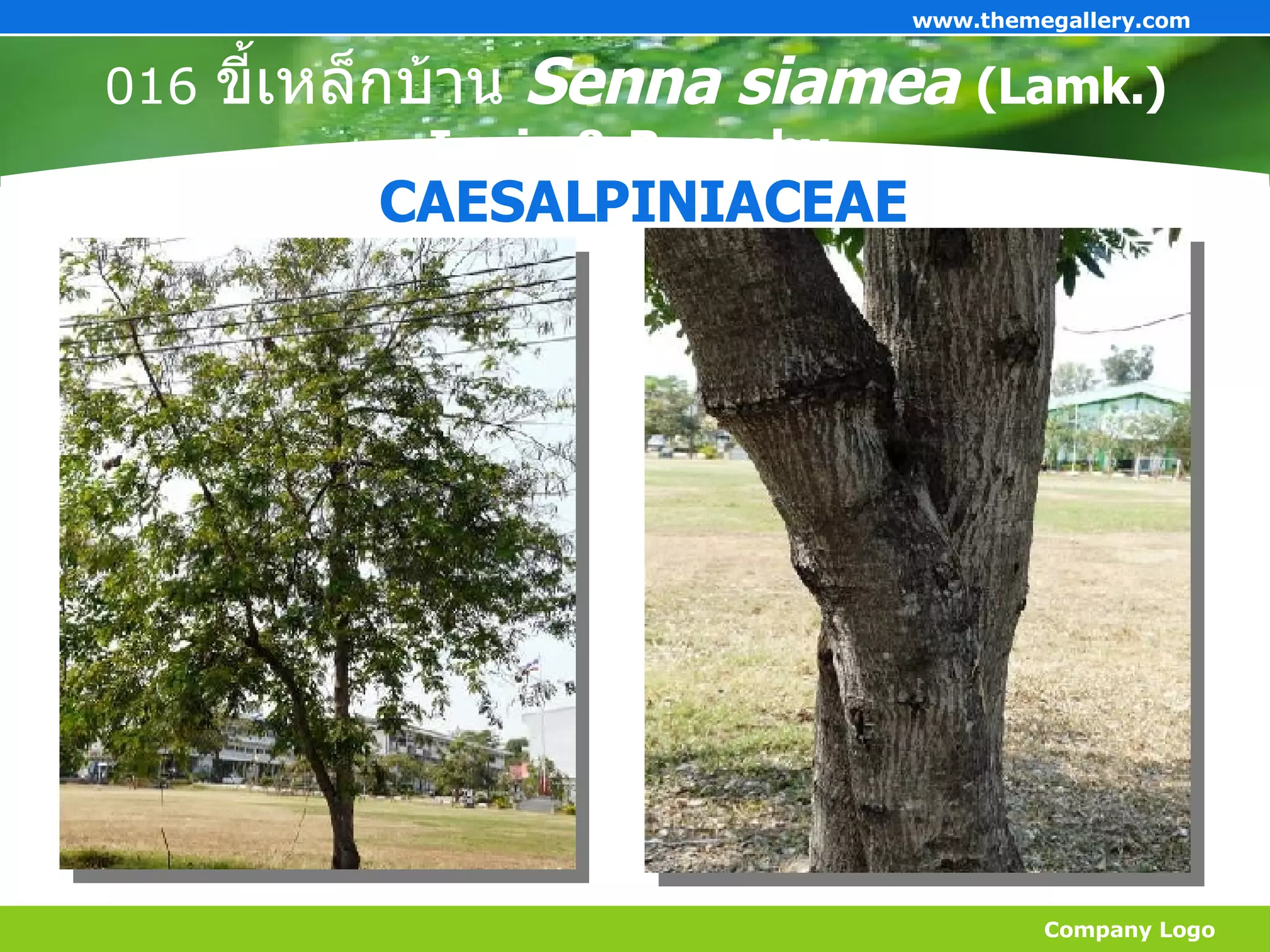 016  ขี้เหล็กบ้าน  Senna siamea  (Lamk.) Irwin & Barneby  Company Logo www.themegallery.com CAESALPINIACEAE 