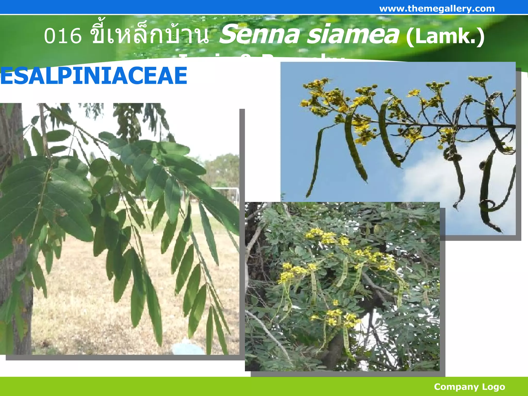 016  ขี้เหล็กบ้าน  Senna siamea  (Lamk.) Irwin & Barneby  Company Logo www.themegallery.com CAESALPINIACEAE 