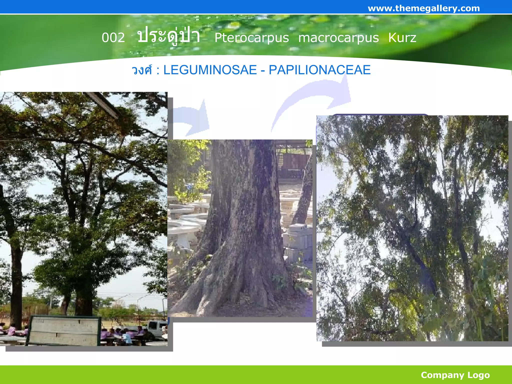 002   ประดู่ป่า   Pterocarpus  macrocarpus  Kurz   Company Logo www.themegallery.com วงศ์  : LEGUMINOSAE  -  PAPILIONACEAE  Add Your Title Add Your Title Add Your Title 