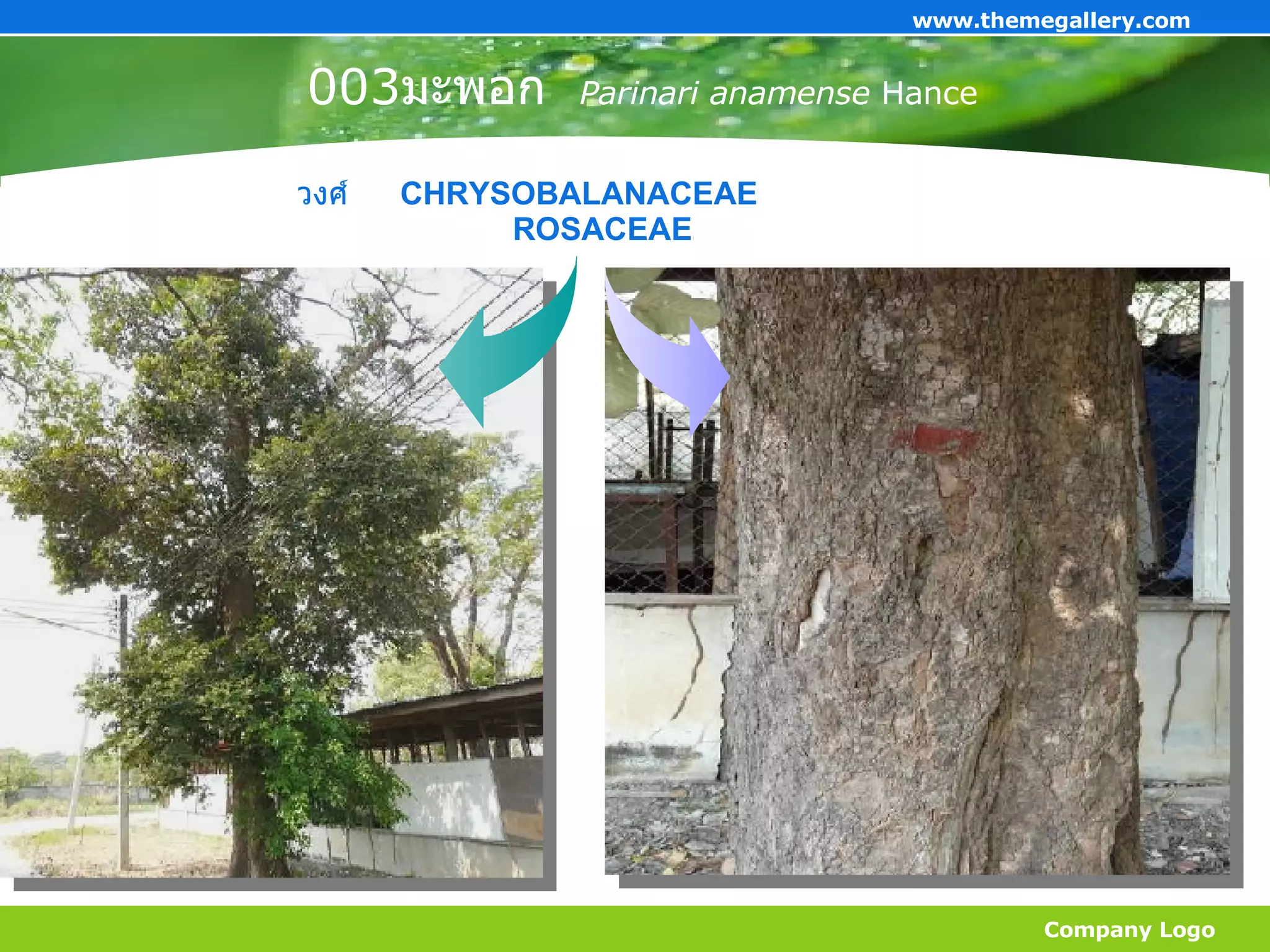 003 มะพอก   Parinari anamense  Hance   Company Logo www.themegallery.com วงศ์  CHRYSOBALANACEAE ROSACEAE 