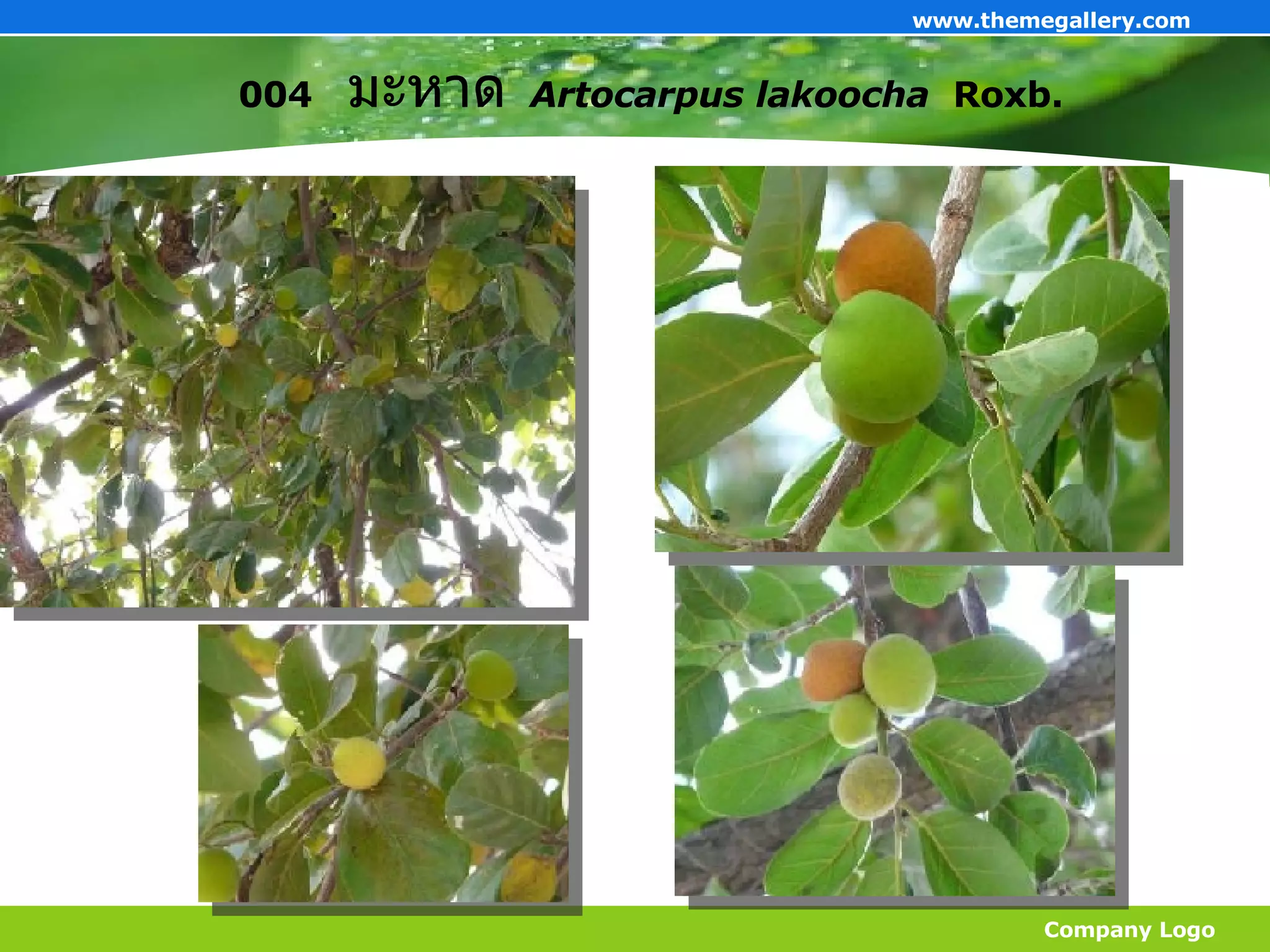 004  มะหาด   Artocarpus lakoocha   Roxb. Company Logo www.themegallery.com 
