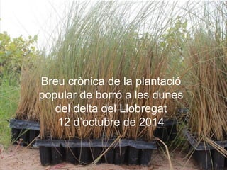 Breu crònica de la plantació 
popular de borró a les dunes 
del delta del Llobregat 
12 d’octubre de 2014 
 