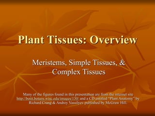 Plant Tissues: Overview
Meristems, Simple Tissues, &
Complex Tissues
Many of the figures found in this presentation are from the internet site
http://botit.botany.wisc.edu/images/130/ and a CD entitled “Plant Anatomy” by
Richard Crang & Andrey Vassilyev published by McGraw Hill.
 