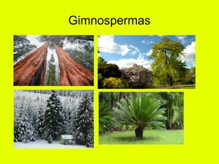 Gimnospermas
 