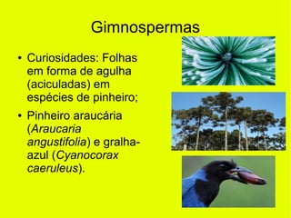 Gimnospermas
● Curiosidades: Folhas
em forma de agulha
(aciculadas) em
espécies de pinheiro;
● Pinheiro araucária
(Araucaria
angustifolia) e gralha-
azul (Cyanocorax
caeruleus).
 