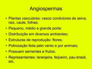 Angiospermas
● Plantas vasculares: vasos condutores de seiva,
raiz, caule, folhas;
● Pequeno, médio e grande porte;
● Distribuição em diversos ambientes;
● Estruturas de reprodução: flores;
● Polinização feita pelo vento e por animais;
● Possuem sementes e frutos;
● Representantes: laranjeira, feijoeiro, pau-brasil,
etc.
 