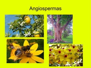 Angiospermas
 