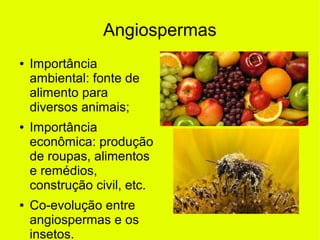 Angiospermas
● Importância
ambiental: fonte de
alimento para
diversos animais;
● Importância
econômica: produção
de roupas, alimentos
e remédios,
construção civil, etc.
● Co-evolução entre
angiospermas e os
insetos.
 