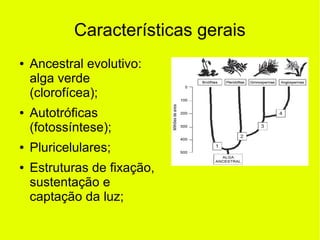 Características gerais
● Ancestral evolutivo:
alga verde
(clorofícea);
● Autotróficas
(fotossíntese);
● Pluricelulares;
● Estruturas de fixação,
sustentação e
captação da luz;
 