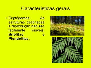 Características gerais
● Criptógamas: As
estruturas destinadas
à reprodução não são
facilmente visíveis:
Briófitas e
Pteridófitas.
 