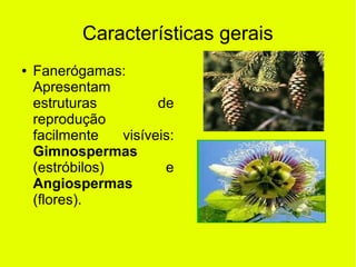 Características gerais
● Fanerógamas:
Apresentam
estruturas de
reprodução
facilmente visíveis:
Gimnospermas
(estróbilos) e
Angiospermas
(flores).
 