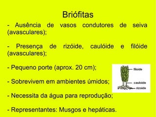 Briófitas
- Ausência de vasos condutores de seiva
(avasculares);
- Presença de rizóide, caulóide e filóide
(avasculares);
- Pequeno porte (aprox. 20 cm);
- Sobrevivem em ambientes úmidos;
- Necessita da água para reprodução;
- Representantes: Musgos e hepáticas.
 