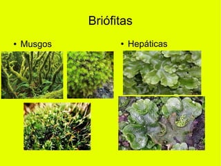 Briófitas
● Musgos ● Hepáticas
 