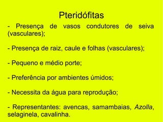 Pteridófitas
- Presença de vasos condutores de seiva
(vasculares);
- Presença de raiz, caule e folhas (vasculares);
- Pequeno e médio porte;
- Preferência por ambientes úmidos;
- Necessita da água para reprodução;
- Representantes: avencas, samambaias, Azolla,
selaginela, cavalinha.
 
