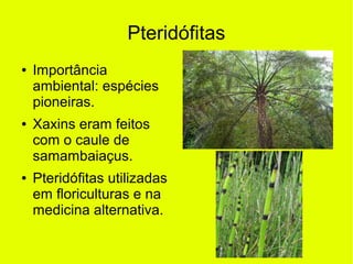 Pteridófitas
● Importância
ambiental: espécies
pioneiras.
● Xaxins eram feitos
com o caule de
samambaiaçus.
● Pteridófitas utilizadas
em floriculturas e na
medicina alternativa.
 