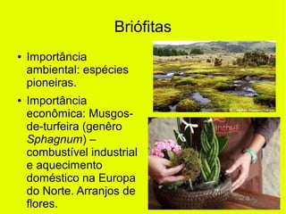 Briófitas
● Importância
ambiental: espécies
pioneiras.
● Importância
econômica: Musgos-
de-turfeira (genêro
Sphagnum) –
combustível industrial
e aquecimento
doméstico na Europa
do Norte. Arranjos de
flores.
 