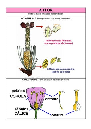 A FLOR
Parte da planta encargada da reprodución

ANXIOSPERMAS: flores primitivas, cos óvulos descubertos.

ANXIOSPERMAS: flores cos óvulos pechados en ovarios

 
