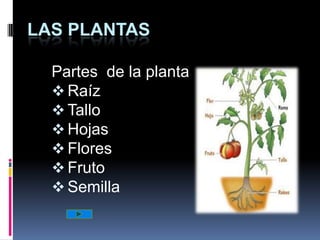 LAS PLANTAS

  Partes de la planta
   Raíz
   Tallo
   Hojas
   Flores
   Fruto
   Semilla
 