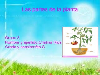 Las partes de la planta
Grupo:3
Nombre y apellido:Cristina Rios
Grado y seccion:6to C
 