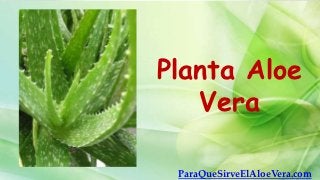 Planta Aloe
   Vera

 ParaQueSirveElAloeVera.com
 
