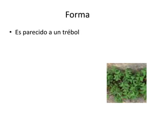 Forma
• Es parecido a un trébol