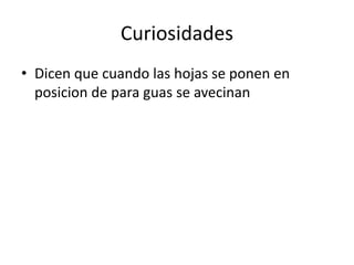 Curiosidades
• Dicen que cuando las hojas se ponen en
posicion de para guas se avecinan
