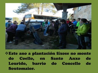 Este ano a plantación fíxose no monte
 do Coello, en Santo Anxo de
 Lourido, barrio do Concello de
 Soutomaior.
 