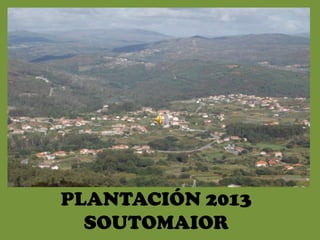 PLANTACIÓN 2013
  SOUTOMAIOR
 