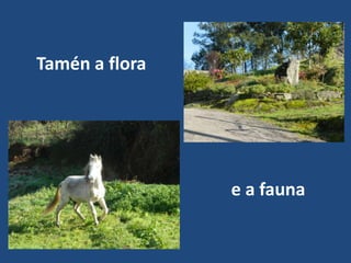 Tamén a flora




                e a fauna
 