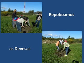 Repoboamos




as Devesas
 