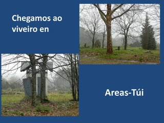 Chegamos ao
viveiro en




              Areas-Túi
 
