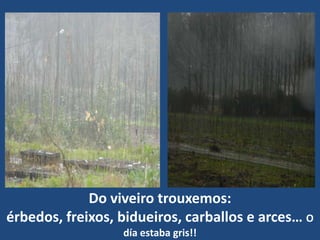 Do viveiro trouxemos:
érbedos, freixos, bidueiros, carballos e arces… O
                  día estaba gris!!
 