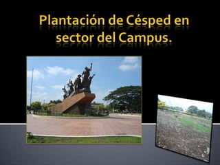 Plantación de césped en sector del campus
