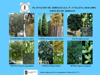 PLANTACIÓN DE ÁRBOLES I.E.S. Nº. 3 VILLENA (30.01.2009) ESPECIES DE ÁRBOLES ALCORNOQUE ( Quercus suber )   CIPRÉS ( Cupressus sempervirens )  ENCINA ( Quercus ilex )   FRESNO ( Fraxinus angustifolia )   GINKGO ( Ginkgo biloba )  QUEJIGO ( Quercus faginea ) Árboles cedidos por el M.I. Ayuntamiento de Villena al I.E.S. Nº. 3 