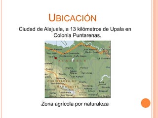 UBICACIÓN
Ciudad de Alajuela, a 13 kilómetros de Upala en
Colonia Puntarenas.

Zona agrícola por naturaleza

 