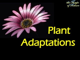 Plant
Adaptations
 