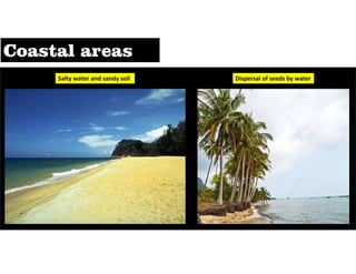 Salty water and sandy soil Dispersal of seeds by water
 