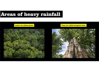 Leaves are always green Trees are called evergreen trees
 